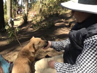 Wanted to rescue this Mexican pup