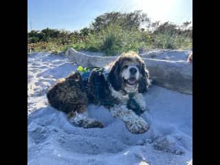 Beach time is good too, but he doesn't like the heat much.