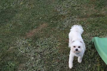 Buddy will often be with us when we go away in the caravan.