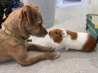 Lola trying to figure out what kind of dog the guinea pig is