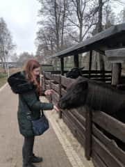 Unnamed horse and donkey, which I NEEDED to get to know asap!