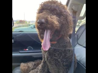 Rudy is our sweet and athletic doodle.