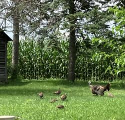 A family of wild turkeys at the back of the house