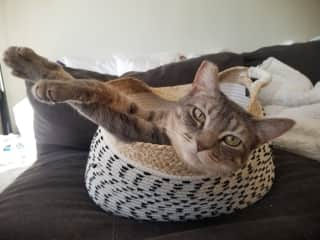 Effie loves sitting in baskets and watching the action from afar.