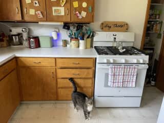 Mingo in the kitchen II