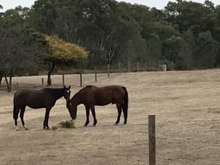 Princess is on the left and Louie is on the right