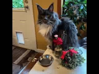 Mom - my bowl is empty! Hello!?