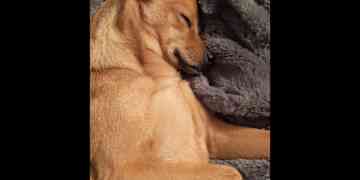 Ginger snoozing