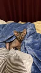 I love a cozy blanket and like to cuddle