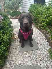 Scarlett waiting for her first Muddy Paws Pack adventure.