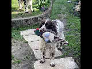 Maisie with one of her soft toys that she likes to carry while waiting for her walk!