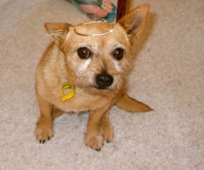 Our rescue dog Chloe