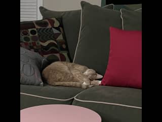 He sleeps a lot, except at dinnertime.