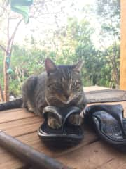 Bill on the deck, before it became a screened-in porch, and pre-raw nose, poor fella