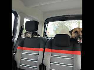 Pups on the road!