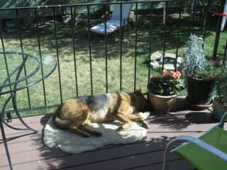 Oka resting on the deck in the backyard.