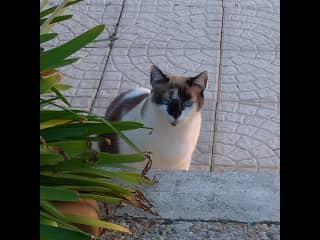 China blue eyes