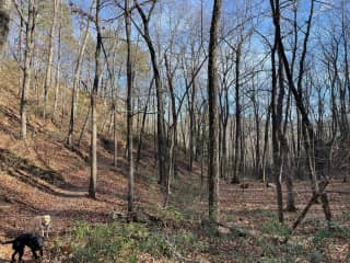 Blue and Buck at Douthat State Park on a trail. This is their favorite off-leash destination.