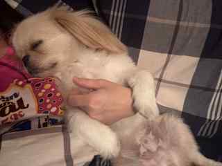 Will snuggle with pets!
