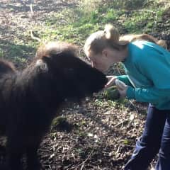 Pedro the miniature pony gets his 4 o'clock carrot