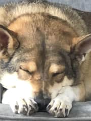 Rio was adopted off the street in the Dominican Republic. He likes to go outside and search for critters.  When he’s inside he loves scratches all over.  He’s a pretty low maintenance guy overall and rarely barks.