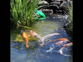 SOME OF THE FISH IN THE KOI POND