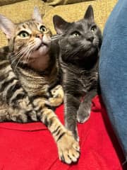 Puty and Maui.
My first two cats. Now they live with my daughter, with another kitten: Dalio.