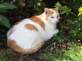 Snowy lounging in the garden