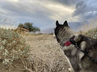 Nothing but endless desert views at the end of our street. Mariah enjoying a stroll.