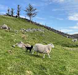 A black lamb!