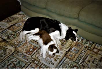 Fizzy's first day home meeting her big sister Pop