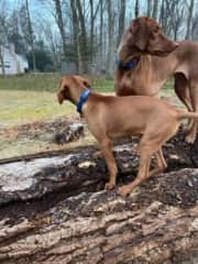 Ellie and Riley playing in the backyard