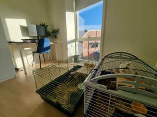 Bunny room/additional office