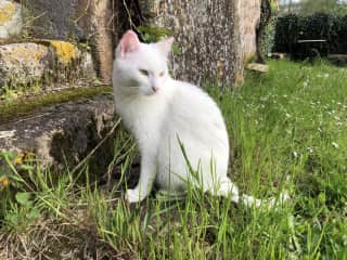 Ludo in yard