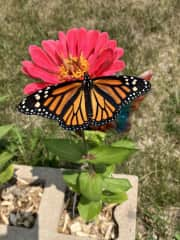 I never tire seeing their first flight and I put them on zinnias I grow. I love seeing them in a labyrinth path I made in my wildflower garden.