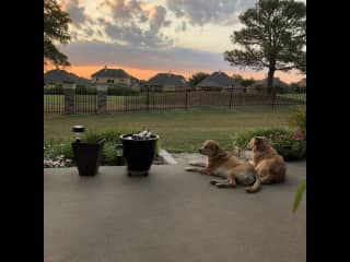 Sadie &amp; Daisy watching the sunset