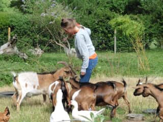 Feeding the goats