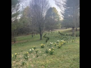 Daffodils in Spring