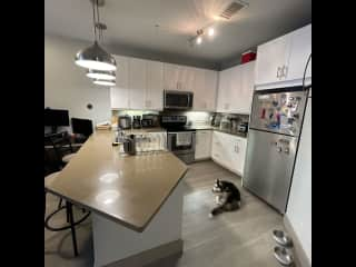 Kitchen and our little puppy