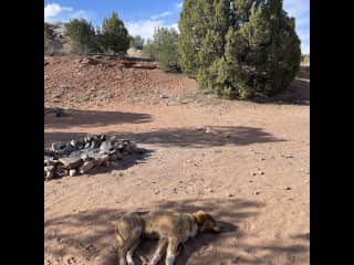 Sleepy desert dog