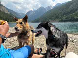 Lucky and Lashka at local lake (paddle-boarding potential).