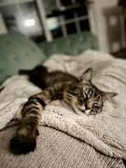 He loves to cuddle and make biscuits on blankets!