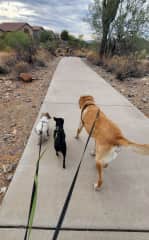 Pretty easy to walk all 3