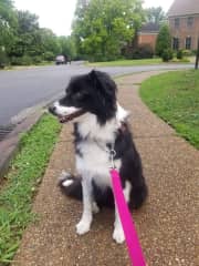 Pippa out for a walk in our neighborhood.