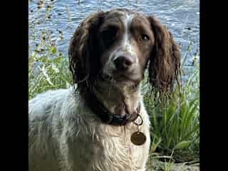 She loves to swim in lakes and in the River Tweed.