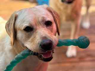 Ruthie is special needs and needs hind feet wrapped because she drags feet when tired. Loving sweet soul. Always sleeps with Tristan and Skye in daycare building on property.