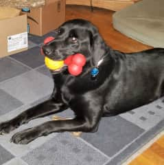 Theo loves his toys