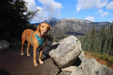 Burley is an adventurous loving dog that we rescued from Texas about 7 years ago. He's an old boy now but he is still loves going outside, walking around slowly and enjoys belly scratches.