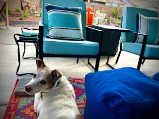 Hazel chilling on our patio with me.