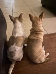 Our dogs Winnie and Jasia